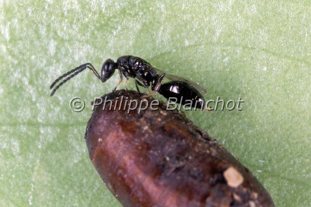 spalangia nigroaenea.JPG - Spalangia nigroaenea, individu émergeant d'une pupe de mouche domestiqueHymenoptera, PteromalidaeFrance
